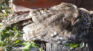 Dead owl