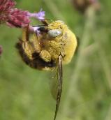 Male Carpenter bee Xylocopa