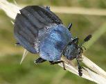 Thanatophilus micans Carrion beetle