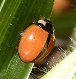 Cheilomenes propinqua ladybird