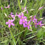 Chironia purpurascens subsp humilis
