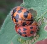 Chnootribia hirta ladybird