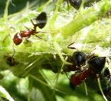 Cocktail ants Crematogastor castanea subsp rufonigra