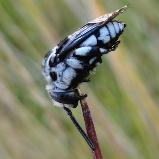 Cuckoo bee Thyreus