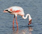 Lesser Flamingo by Eugene Liebenberg