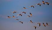 Flamingo flight by Lyn Romano
