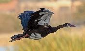 Spur-winged Goose by Eugene Liebenberg
