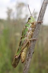 Grasshopper sp 2