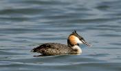 Great Crested Grebe by Eugene Liebenberg