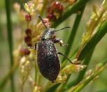 Hairy darkling beetle