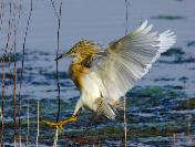 Squacco Heron landing by Eugene Liebenberg