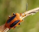 Lema sp. leaf beetle