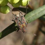 Milkweed bug Spilosthetus pandurus