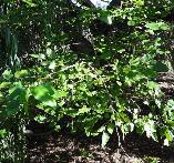 Morus alba White Mulberry