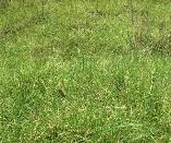Pennisetum clandestinum Kikuyu grass
