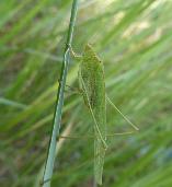 Phaneroptera sparsa Leaf katydid