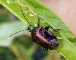 Predatory stink bug Dorycoris pavoninus