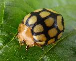 Solanophila dregei Potato ladybird