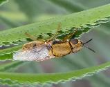 Soldierfly female