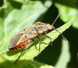 Milkweed bug Spilostethus furculus