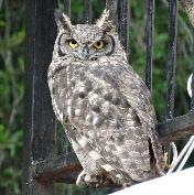 Spotted Eagle Owl by Alison Bainbridge