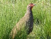Swainsons Spurfowl by Jane Trembath