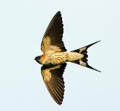 Lesser striped Swallow by Eugene Liebenberg