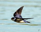 White-throated Swallow by Eugene Liebenberg