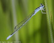 Swamp Bluet male by Lappies Labuschagne