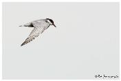 Whiskered Tern by Robbie Aspeling