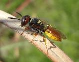 Bee wolf wasp