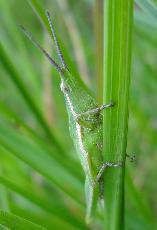 Pyrgomorpha Grasshopper