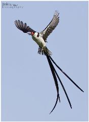 Pin-tailed Whydah2 by Prelena Soma Owen