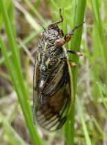 Cicada species