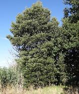Acacia Melanoxylon Australian Blackwood