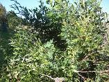 Acacia melanoxylon Australian Blackwood 2