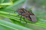 Milkweed Bug Spilostethus lemniscatus