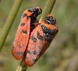 Red-spotted Spittle bug