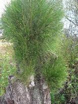 Casuarina equisetifolia Horsetail tree