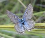 Dotted Blue upperwings