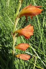 Gladiolus_dalenii subsp dalenii