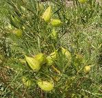 Gomphocarpus_fruticosus Milkweed