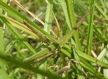 Common Stick grasshopper