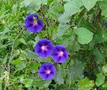 Iponomea purpurea Purple morning glory