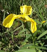 Iris pseudacorus Yellow flag iris
