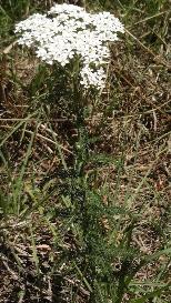Milfoil Achillea millefolium