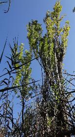 Lombardy poplar tree Populus nigra