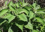 Solanum mauritanium Bugweed